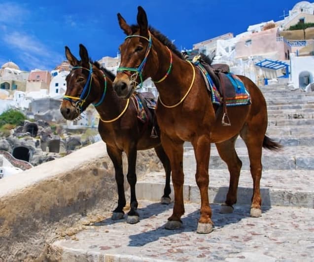 Santorini Donkey next to Trojan Donkey