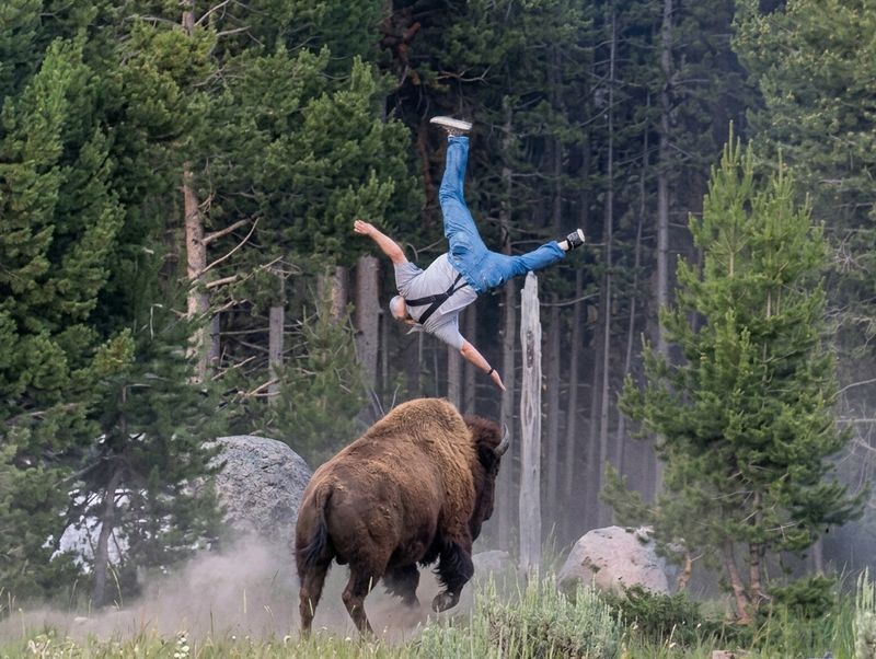 Man Injured on Bison Ride at Yellowstone Theme Park