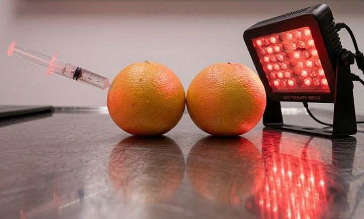Two grapefruits being injected with a syringe under an led therapy light.