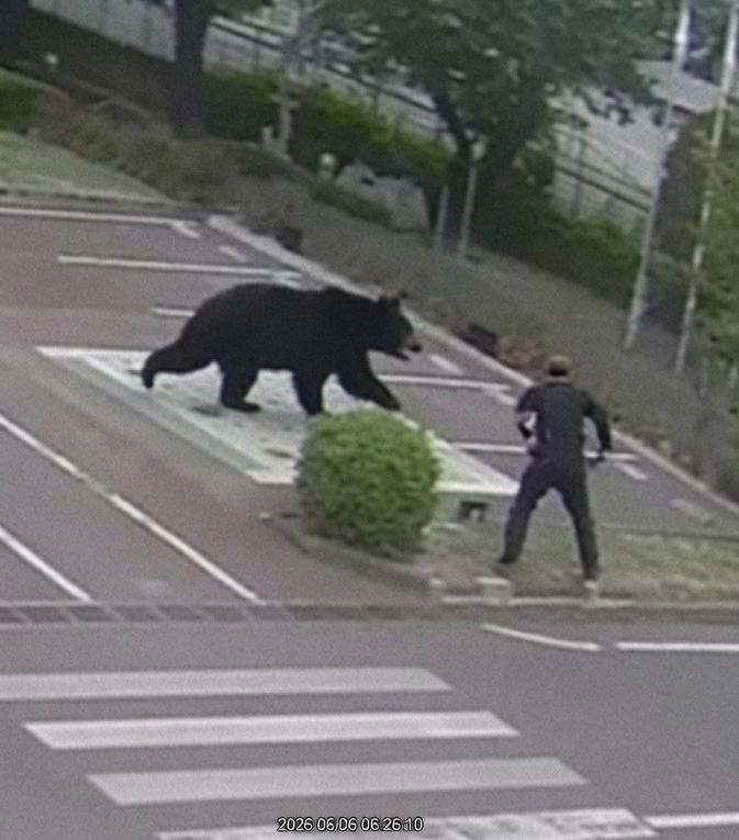 Bear Rampage
